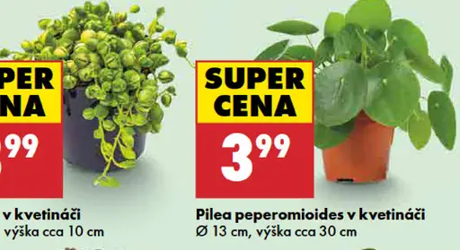 Pilea peperomioides v kvetináči