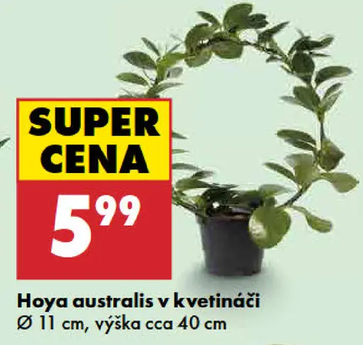 Hoya australis v kvetináči