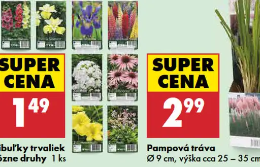 Cibuľky trvaliek rôzne druhy