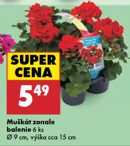 Muškát zonale v kvetináči balenie 6 ks