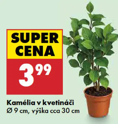 Kamélia v kvetináči