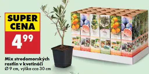 Mix stredomorských rastlín v kvetináči