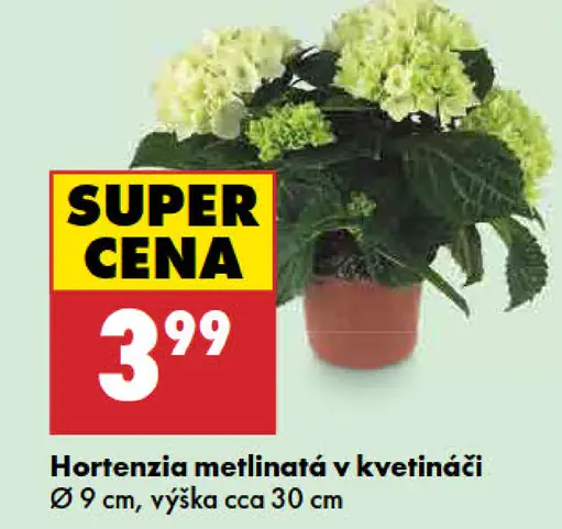 Hortenzia metlinatá v kvetináči