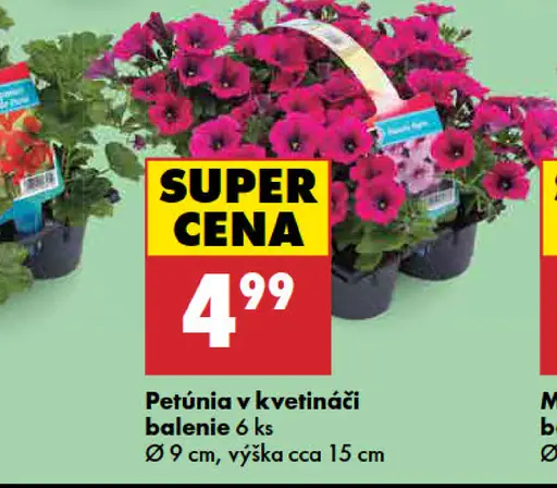 Petúnia v kvetináči balenie 6 ks