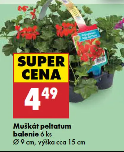 Muškát peltatum v kvetináči balenie 6 ks