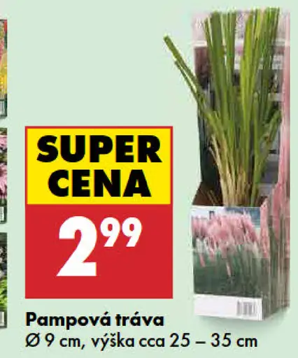 Pampová tráva v kvetináči
