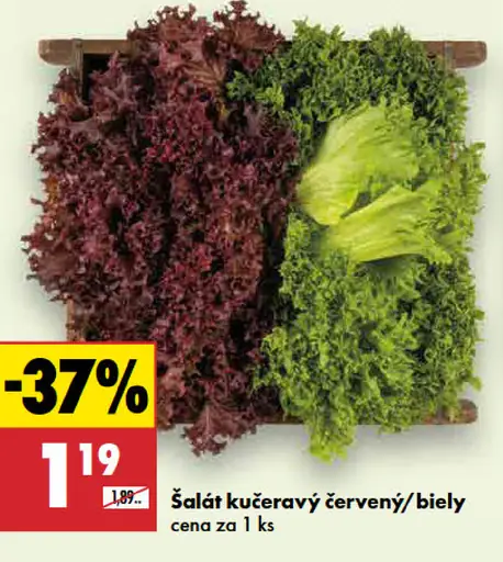 Šalát kučeravý červený/biely