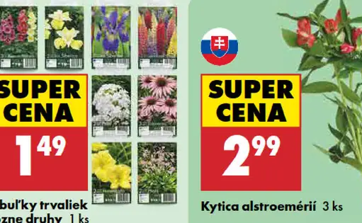 Kytica alstroemérií