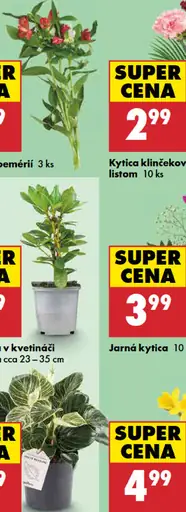 Kytica klinčekov s palmovým listom