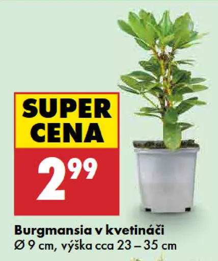 Burgmansia v kvetináči