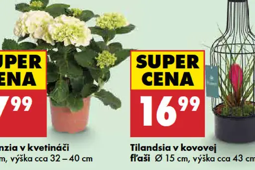 Hortenzia v kvetináči