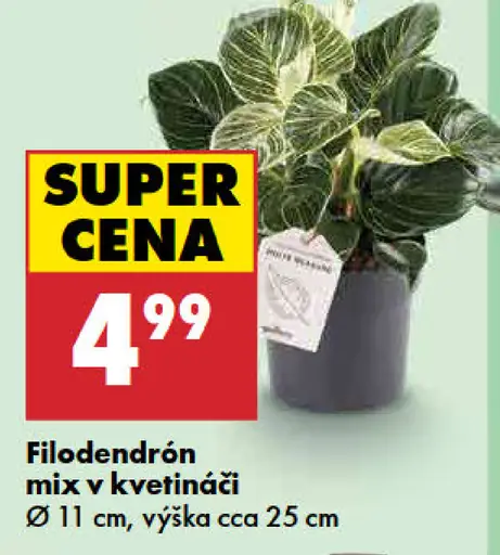 Filodendrón mix v kvetináči