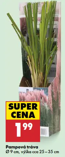 Pampová tráva v kvetináči