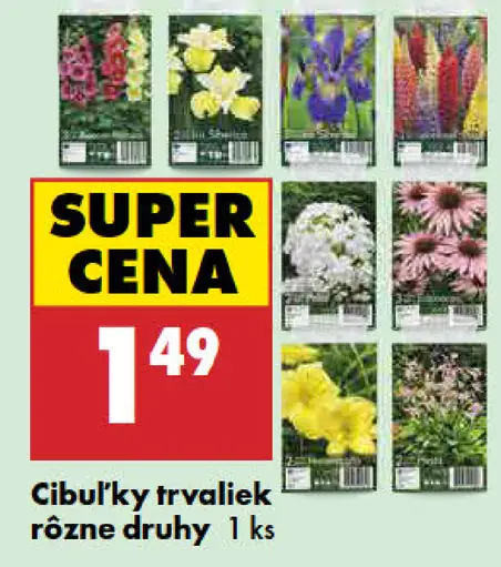 Cibuľky trvaliek rôzne druhy