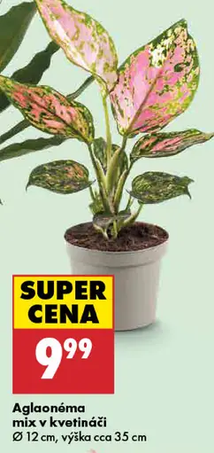 Aglaonema mix v kvetináči