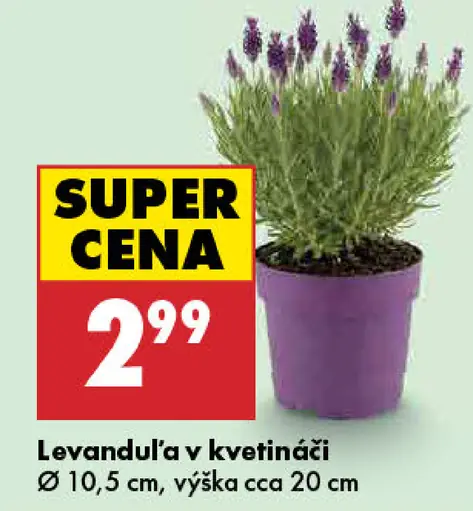 Levanduľa na kmienku v kvetináči