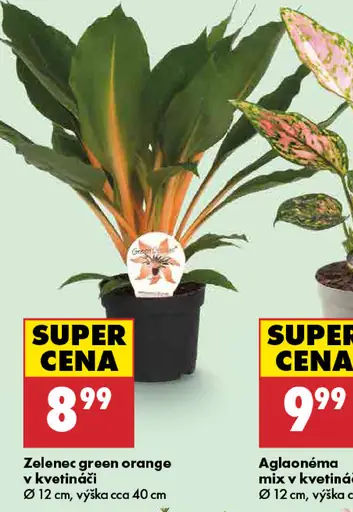 Zelenec Green Orange v kvetináči