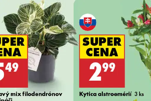 Kytica alstroemérií