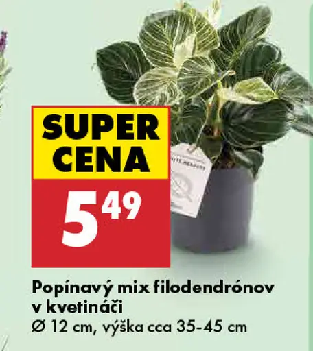 Popínavý mix filodendrónov v kvetináči