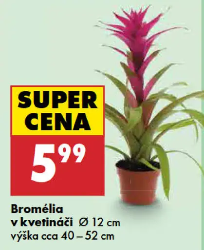 Bromélia v kvetináči