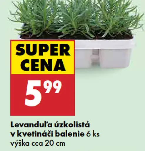 Levanduľa úzkolistá v kvetináči
