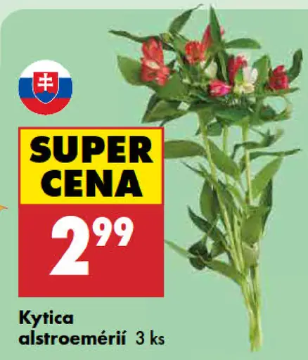 Kytica alstroemérií