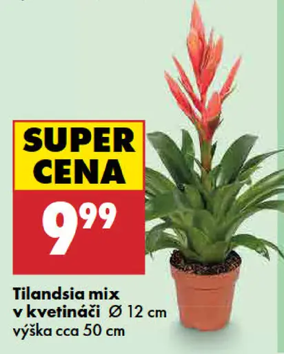 Tilandsia mix v kvetináči