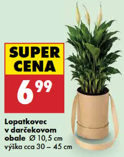 Lopatkovec v darčekovom obale