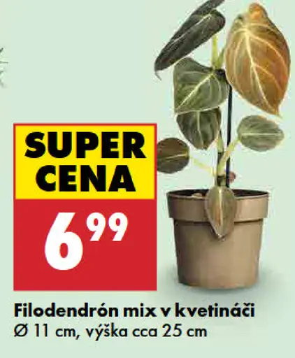 Filodendrón mix v kvetináči