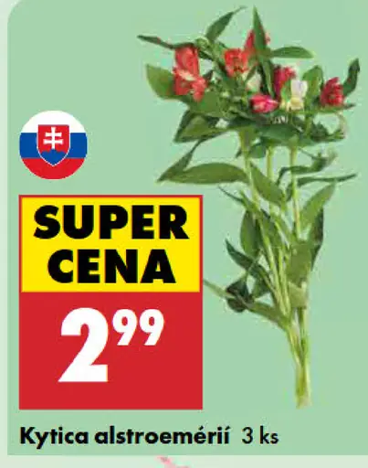 Kytica alstroemérií