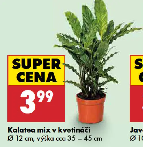Kalatea mix v kvetináči