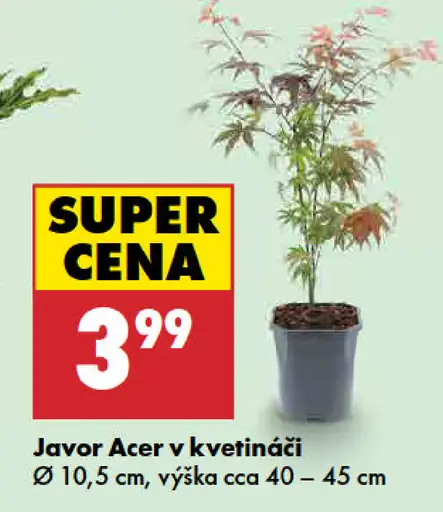 Javor Acer v kvetináči