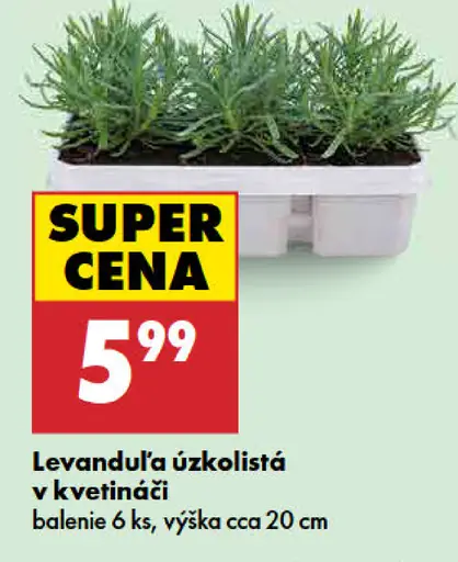 Levanduľa úzkolistá v kvetináči