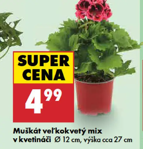 Muškát veľkokvetý mix v kvetináči