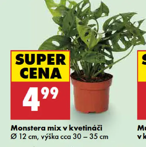 Monstera mix v kvetináči