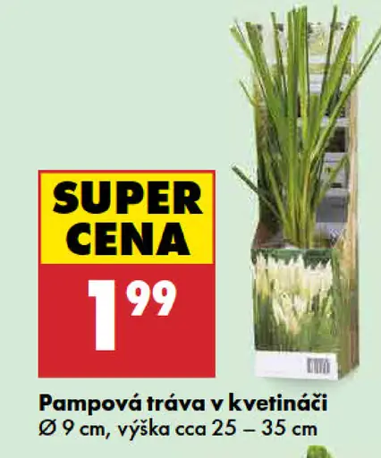 Pampová tráva v kvetináči