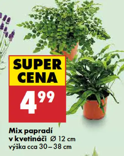 Mix papradí v kvetináči