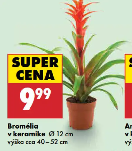 Bromélia v keramike