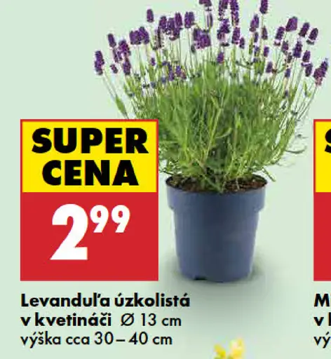 Levanduľa úzkolistá v kvetináči