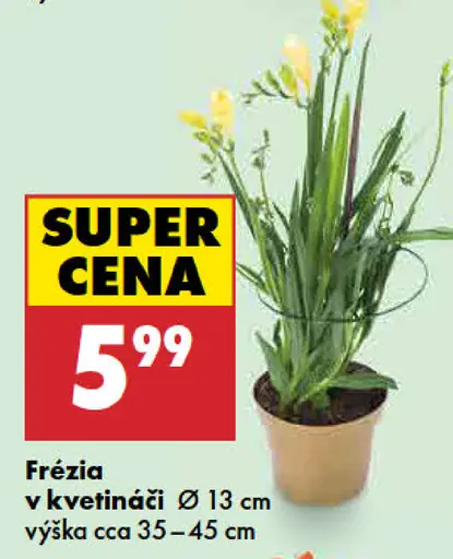 Frézia v kvetináči