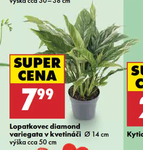 Lopatkovec Diamond Variegata v kvetináči