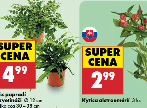 Kytica alstroemérií