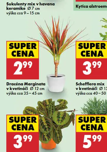 Dracéna Marginata v kvetináči