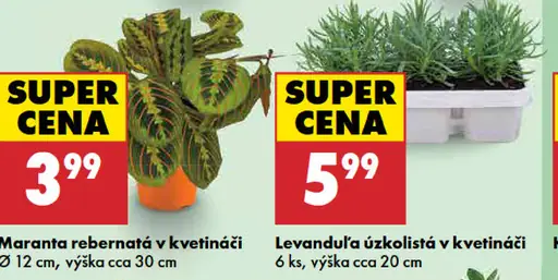 Maranta rebernátá v kvetináči