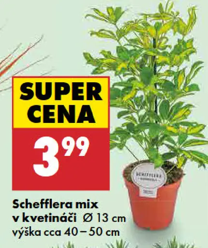 Schefflera mix v kvetináči