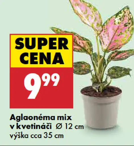 Aglaonema mix v kvetináči