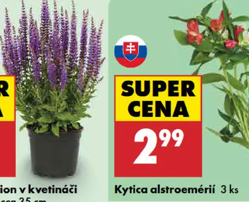 Kytica alstroemérií