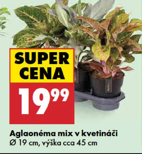 Aglaonema mix v kvetináči