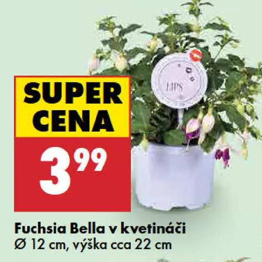Fuchsia Bella v kvetináči