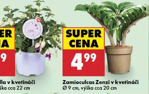 Zamioculcas Zenzi v kvetináči